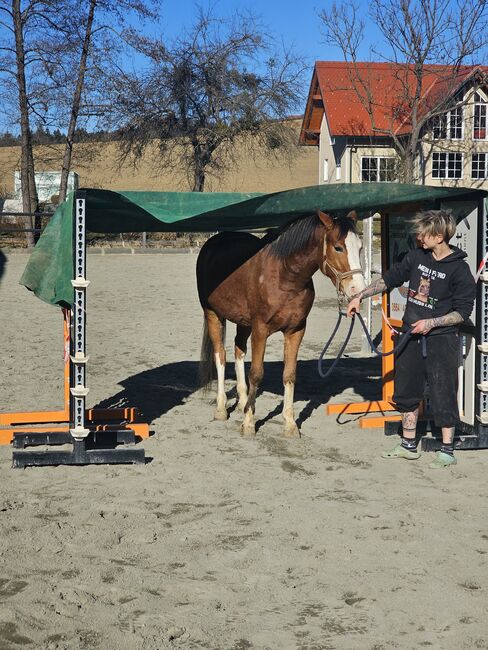 Österreichisches Reitpony, K.B.Z. verkaufspferde , Konie na sprzedaż, Steiermark/Leibnitz , Image 7
