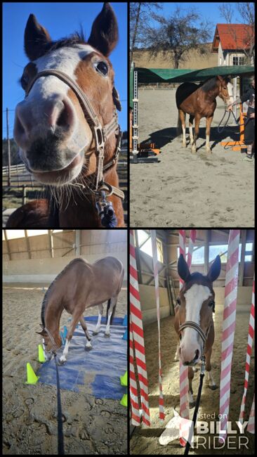 Österreichisches Reitpony, K.B.Z. verkaufspferde , Konie na sprzedaż, Steiermark/Leibnitz , Image 9