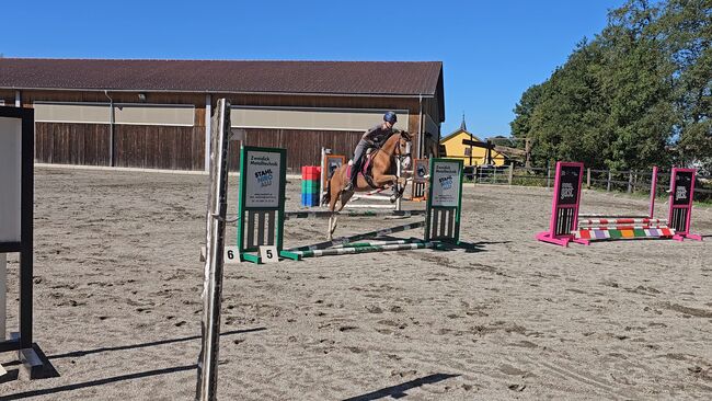 Österreichisches Reitpony, K.B.Z. verkaufspferde , Konie na sprzedaż, Steiermark/Leibnitz , Image 4