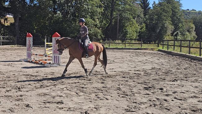 Österreichisches Reitpony, K.B.Z. verkaufspferde , Konie na sprzedaż, Steiermark/Leibnitz , Image 3