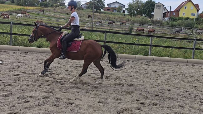 Österreichisches Reitpony, K.B.Z. verkaufspferde , Horses For Sale, Steiermark/Leibnitz , Image 2