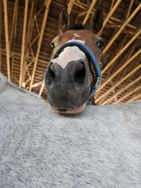Österreichisches Reitpony, K.B.Z. verkaufspferde , Horses For Sale, Steiermark/Leibnitz , Image 7