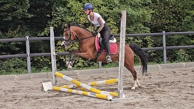 Österreichisches Reitpony, K.B.Z. verkaufspferde , Horses For Sale, Steiermark/Leibnitz , Image 8