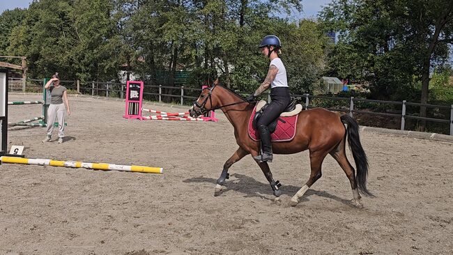 Österreichisches Reitpony, K.B.Z. verkaufspferde , Horses For Sale, Steiermark/Leibnitz , Image 11