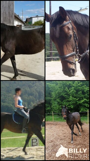 Österreichisches Warmblut – liebevolle Stute sucht neuen Platz, Nathalie Klackl, Horses For Sale, Graz, Image 5