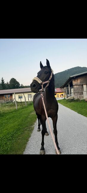 Österreichische Warmblut Sute "Gina", Christine Fritzenwallner , Horses For Sale, Eben im Pongau, Image 2