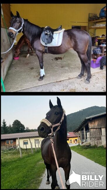 Österreichische Warmblut Sute "Gina", Christine Fritzenwallner , Horses For Sale, Eben im Pongau, Image 3