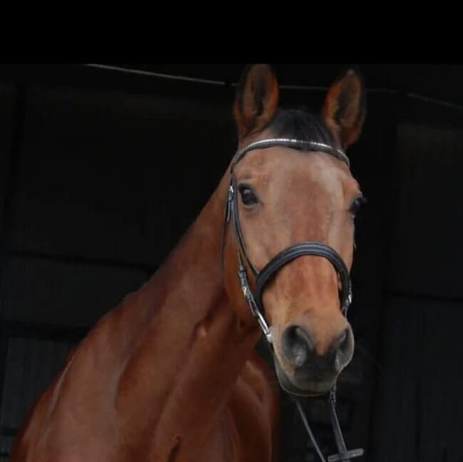 Österreichische WB-Stute, Stefanie Schraut, Horses For Sale, Mönchhof