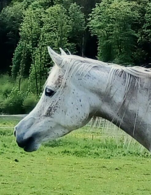 AV Stute ägyptisch, Kerstin Born , Horses For Sale, Bad Laasphe, Image 5