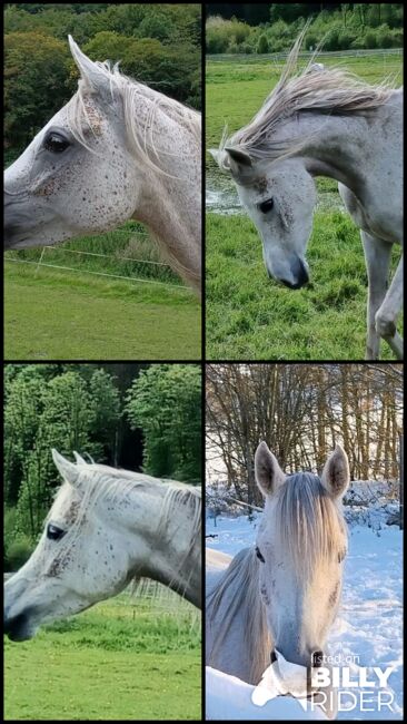 AV Stute ägyptisch, Kerstin Born , Horses For Sale, Bad Laasphe, Image 6