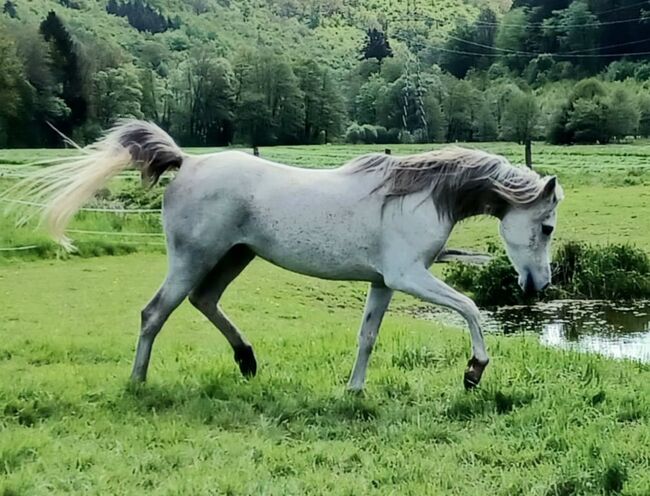 AV Stute ägyptisch, Kerstin Born , Horses For Sale, Bad Laasphe, Image 3