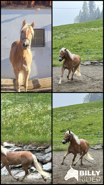 Zuchtpferd, Schauklasse 1a, Stefanie, Horses For Sale, St. Sigmund im Sellrain, Image 5