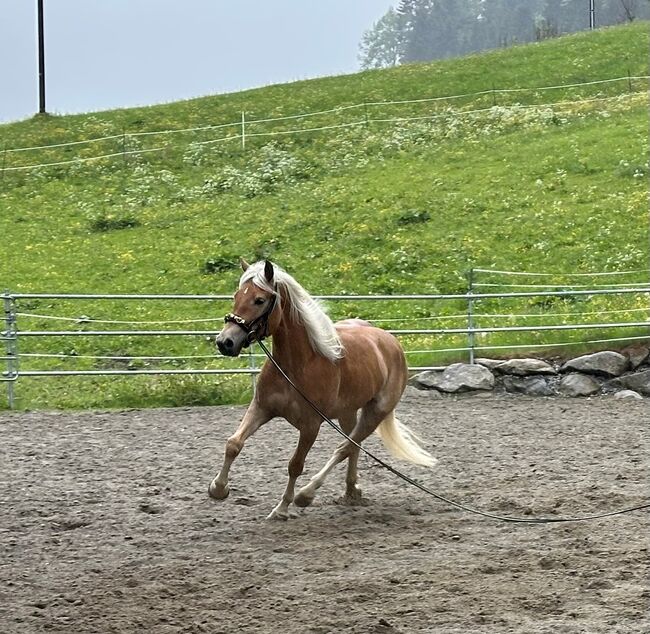 Zuchtpferd, Schauklasse 1a, Stefanie, Horses For Sale, St. Sigmund im Sellrain, Image 2