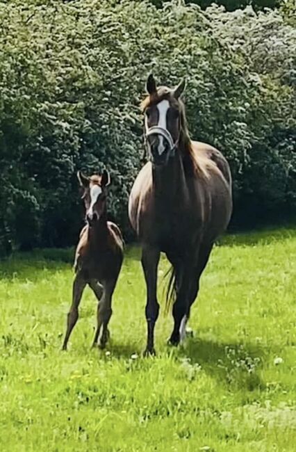 Deckhengst, Zuchthengst Englisches Vollblut, Dzillum , Horses For Sale, Lünen, Image 14