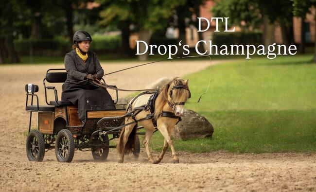 Deckhengst NMPRS LH Drop’s Champagne, Nicole Prignitz , Horses For Sale, Groß Molzahn , Image 6