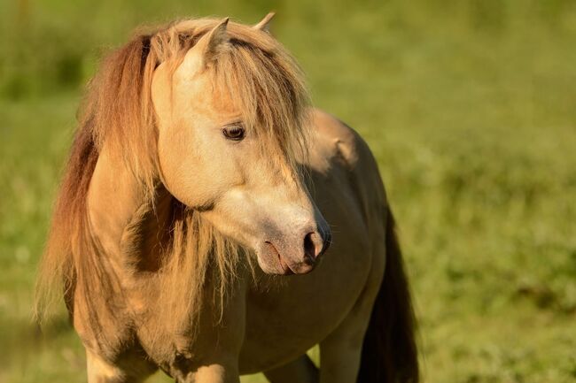 Deckhengst NMPRS LH Drop’s Champagne, Nicole Prignitz , Horses For Sale, Groß Molzahn , Image 3