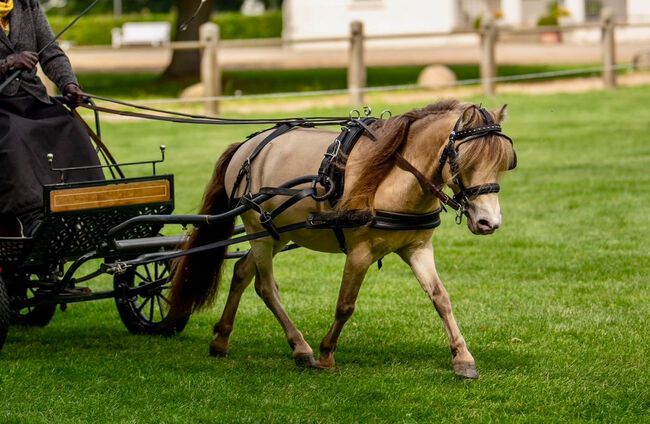 Deckhengst NMPRS LH Drop’s Champagne, Nicole Prignitz , Horses For Sale, Groß Molzahn , Image 5