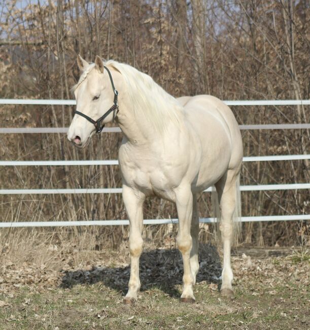 Deckanzeige - AQHA Foundation Hengst, Manuela , Horses For Sale, Pöttsching