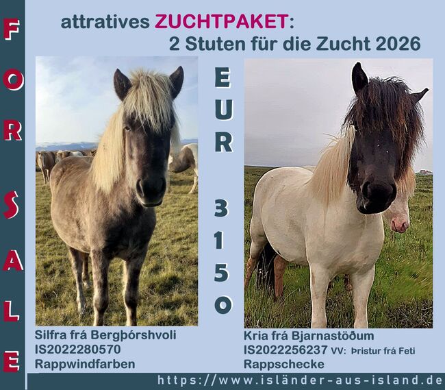 Zuchtpaket - 2 Stuten für Zuchtsaison 2026 zu einem Preis, Islandpferde-aus-Island, Horses For Sale, Südisland