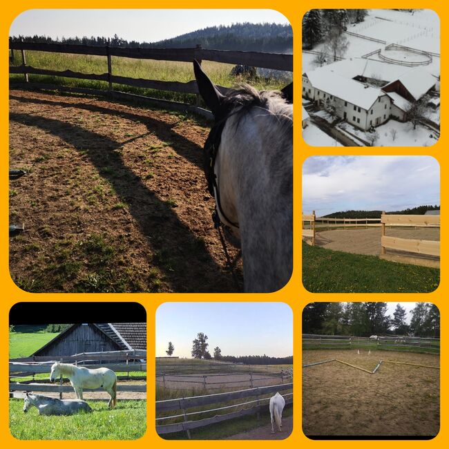 Aufzuchtsplatz für Absetzer oder Jährling / Stute oder zukünftigen Wallach, RSeidl, Horse Stables, Ober Rosenauerwald, Image 4