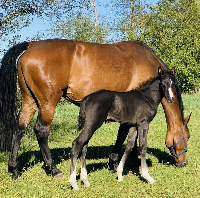 Zuchtstute, Kathrin , Horses For Sale, Tenze , Image 9