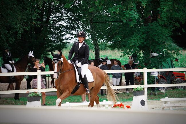 Zuchtstute mit spitzen Abstammung!, Gwen , Horses For Sale, Dettenheim 