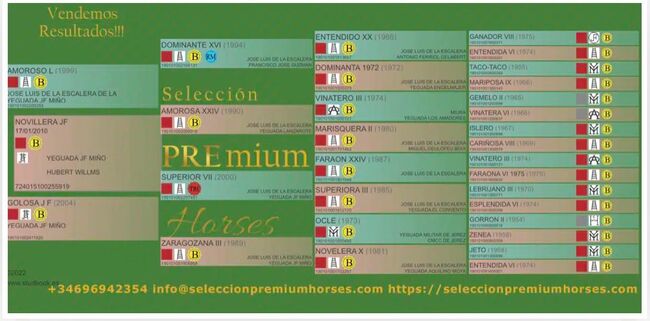 Zuchtstute Novillera – Escalera-Linie | 15 Jahre | 165 cm | Top Mutterstute mit bester Genetik, Yeguada Wiesca (Angelika Willms) (Yeguada Wiesca), Horses For Sale, Ruppichteroth , Image 2
