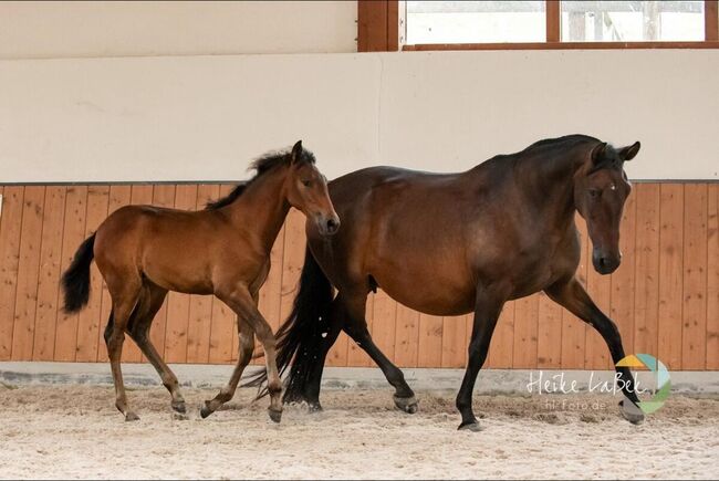 Zuchtstute Novillera – Escalera-Linie | 15 Jahre | 165 cm | Top Mutterstute mit bester Genetik, Yeguada Wiesca (Angelika Willms) (Yeguada Wiesca), Horses For Sale, Ruppichteroth , Image 3