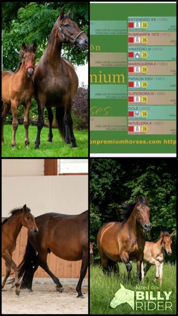 Zuchtstute Novillera – Escalera-Linie | 15 Jahre | 165 cm | Top Mutterstute mit bester Genetik, Yeguada Wiesca (Angelika Willms) (Yeguada Wiesca), Horses For Sale, Ruppichteroth , Image 6