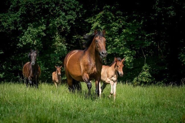 Zuchtstute Novillera – Escalera-Linie | 15 Jahre | 165 cm | Top Mutterstute mit bester Genetik, Yeguada Wiesca (Angelika Willms) (Yeguada Wiesca), Horses For Sale, Ruppichteroth , Image 4