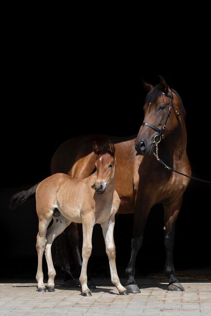 Zuchtstute Novillera – Escalera-Linie | 15 Jahre | 165 cm | Top Mutterstute mit bester Genetik, Yeguada Wiesca (Angelika Willms) (Yeguada Wiesca), Horses For Sale, Ruppichteroth , Image 5