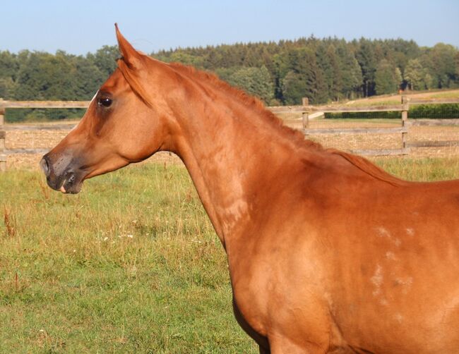 Zuchtstute Arabisches Vollblut *2014, Karin Merkel, Horses For Sale, Nellingen, Image 3