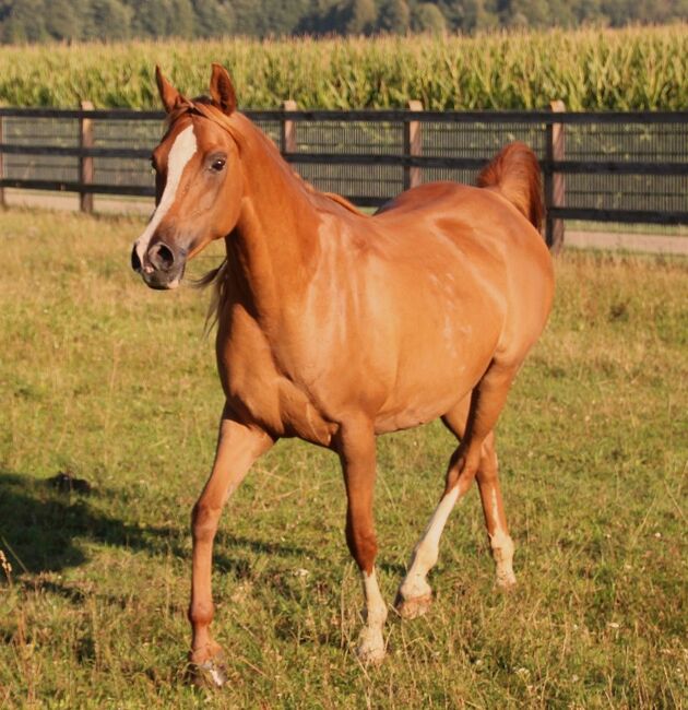 Zuchtstute Arabisches Vollblut *2014, Karin Merkel, Horses For Sale, Nellingen, Image 5