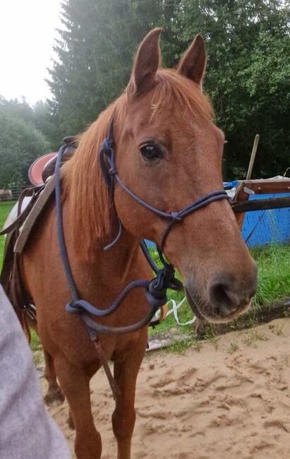 Abenteuerlustiger Ponymixwallach will die Welt erobern, Pferdevermittlung Leus, Horses For Sale, Pyrbaum, Image 3