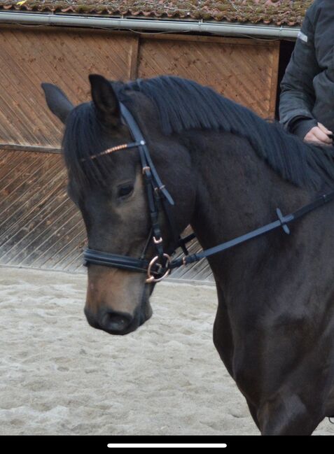 Entspannter Trakehner sucht fördernde Hände, Julia Kögler , Horses For Sale, schlierbach , Image 9