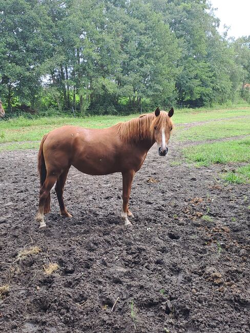 Endmassponys, Britta , Horses For Sale, Nordhorn, Image 2