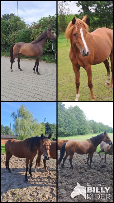 Endmassponys, Britta , Horses For Sale, Nordhorn, Image 8