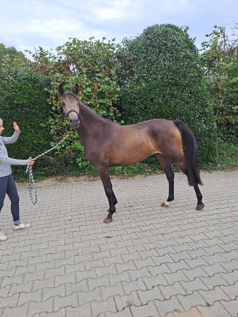 Endmassponys, Britta , Horses For Sale, Nordhorn, Image 7