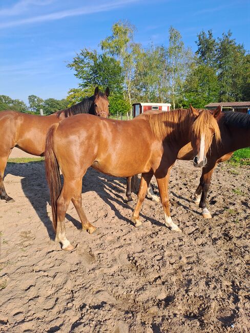 Endmassponys, Britta , Horses For Sale, Nordhorn, Image 3