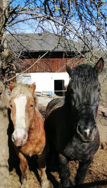 Vergebe 1 Belgier und 1 Noriker, Cornelia, Horses For Sale, Raxendorf, Image 3