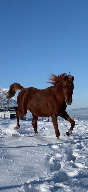 Aziz El Dine, Stefanie Schindler, Horses For Sale, Moosdorf, Image 2