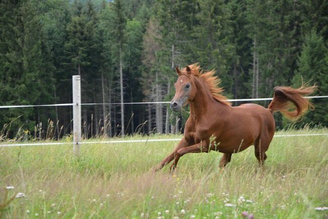 Aziz El Dine, Stefanie Schindler, Horses For Sale, Moosdorf, Image 3