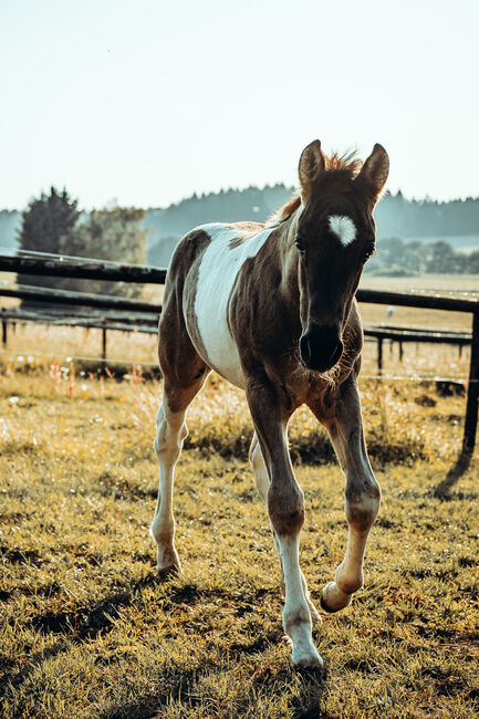 Azteca Hengst Fohlen 05/2023 Paint Horse Andalusier, Svenja, Horses For Sale, Üxheim