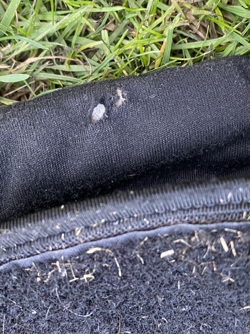 Back on Track Welltex Gamaschen L, Laura S., Tendon Boots, Solingen, Image 5