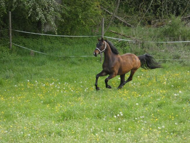 Baden-Würrtemberger Wallach 6j., Lea, Pferd kaufen, Donaueschingen