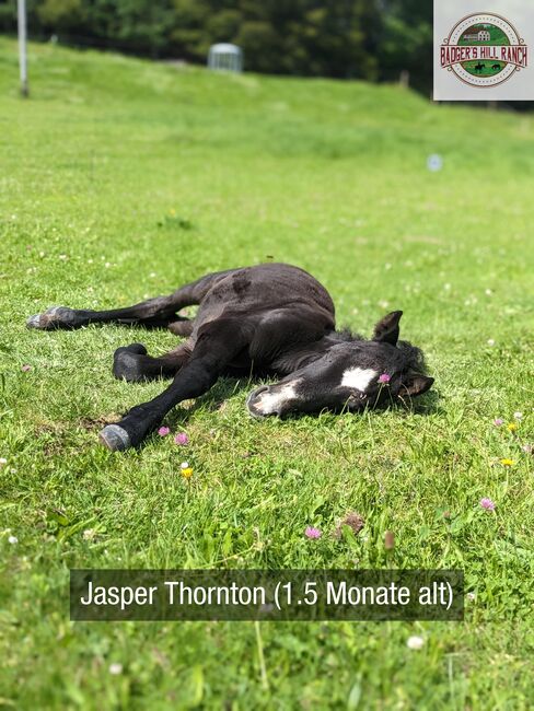 Badger's Hill Jasper Thornton - Connemara Hengstfohlen 2024, Connemara Gestüt Badger’s Hill Ranch, Horses For Sale, Dachsberg, Image 13