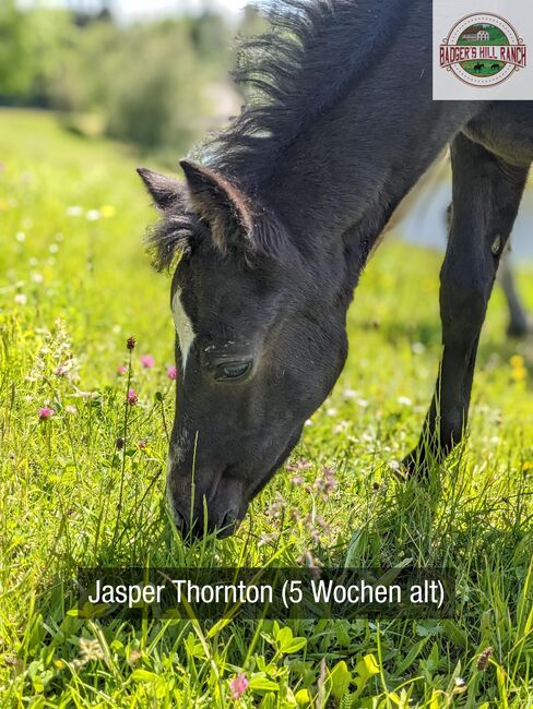 Badger's Hill Jasper Thornton - Connemara Hengstfohlen 2024, Connemara Gestüt Badger’s Hill Ranch, Horses For Sale, Dachsberg, Image 5