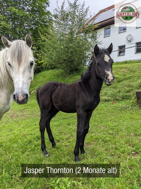 Badger's Hill Jasper Thornton - Connemara Hengstfohlen 2024, Connemara Gestüt Badger’s Hill Ranch, Horses For Sale, Dachsberg, Image 8