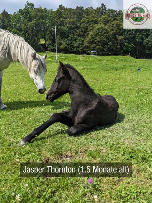 Badger's Hill Jasper Thornton - Connemara Hengstfohlen 2024, Connemara Gestüt Badger’s Hill Ranch, Horses For Sale, Dachsberg, Image 17