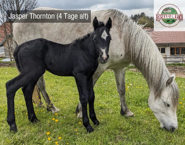 Badger's Hill Jasper Thornton - Connemara Hengstfohlen 2024, Connemara Gestüt Badger’s Hill Ranch, Horses For Sale, Dachsberg, Image 14